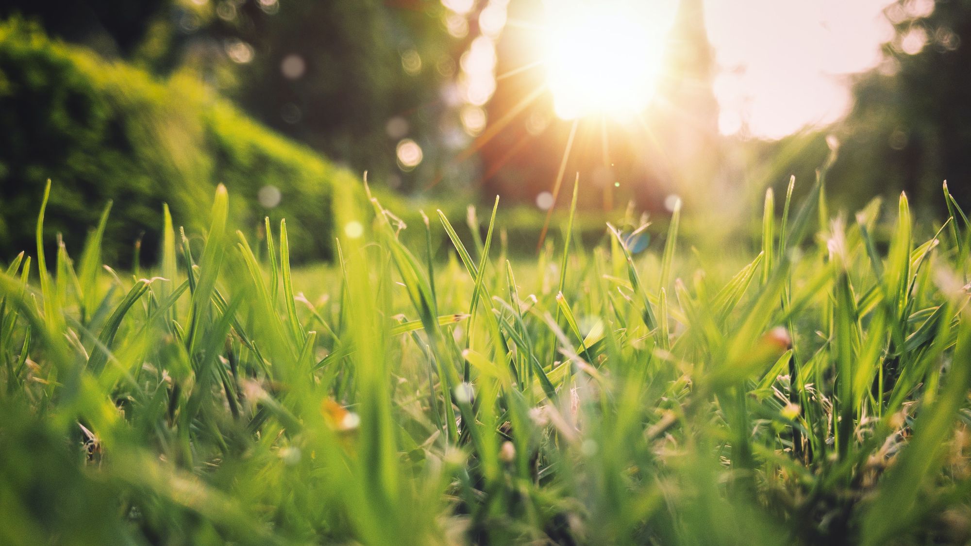 Sunlight shining through spring grass
